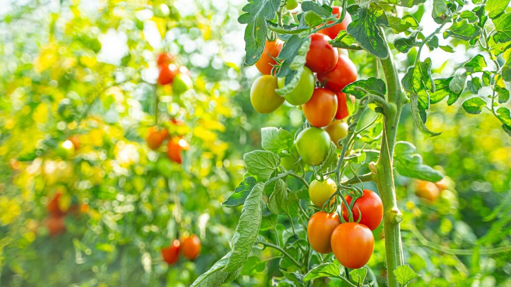 Agroturystyka Za Piecem – Kępy czerwonych, pomarańczowych i zielonych pomidorów rosną na zdrowych pnączach w nasłonecznionym ogrodzie na świeżym powietrzu w agroturystyce ze zwierzętami, z rozmytymi liśćmi w tle.