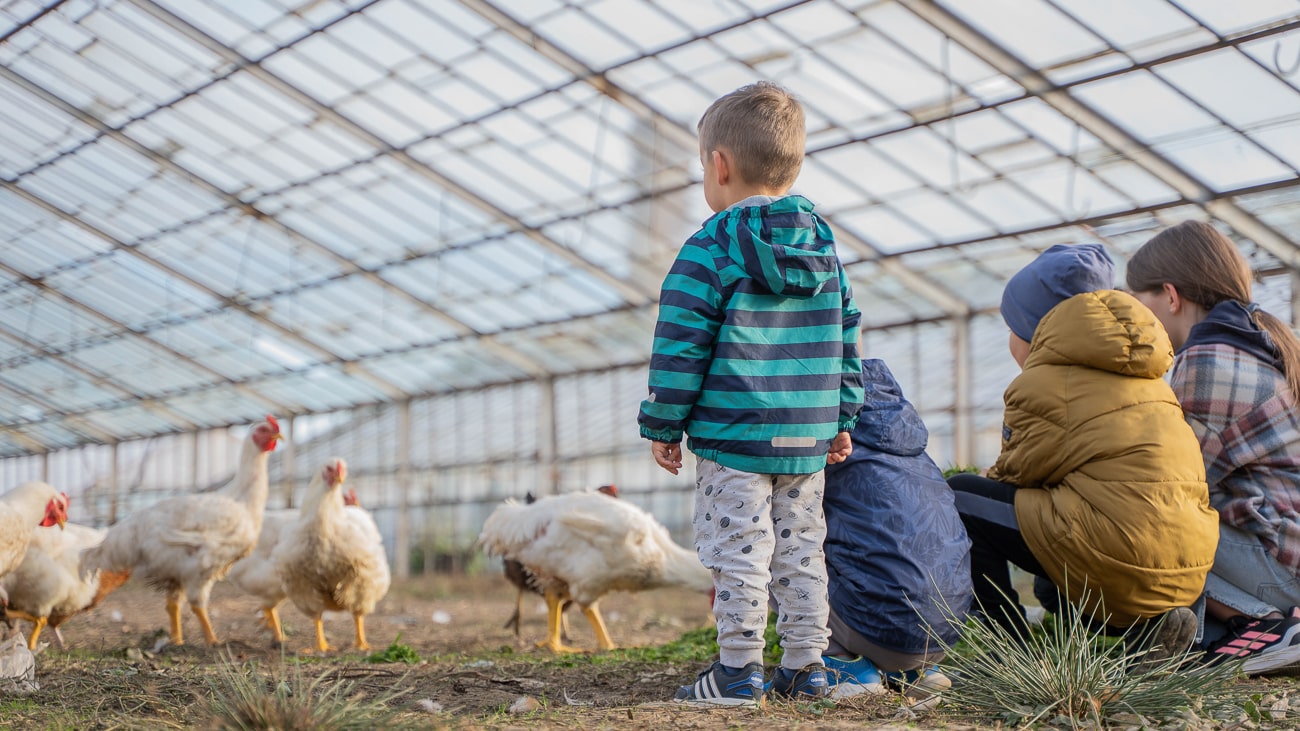 Agroturystyka Za Piecem – Czworo dzieci w ciepłych ubraniach obserwuje białe kury wewnątrz szklarni. Dzieci, przykucnięte lub stojące, ściśle współpracują ze zwierzętami pod szklanym dachem - idealne dla agroturystyki dla rodzin poszukujących wyjątkowych wiejskich doświadczeń.