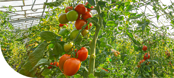 Agroturystyka Za Piecem – Kępy czerwonych i zielonych pomidorów rosną na pnączach wewnątrz szklarni, idealnej do agroturystyki z dziećmi, otoczonej bujnymi liśćmi i światłem słonecznym wpadającym przez dach.