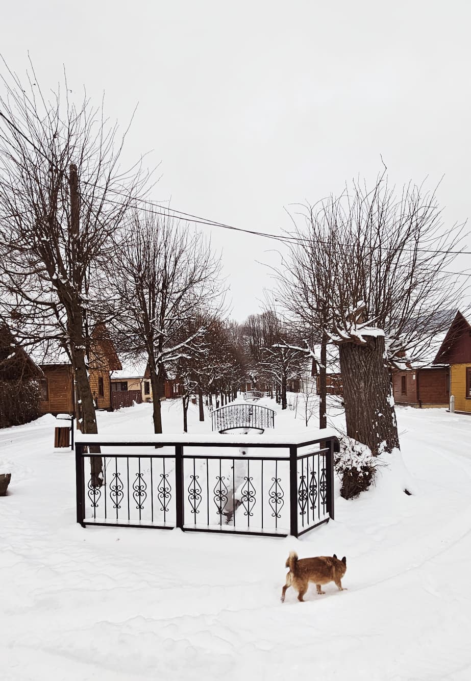 Agroturystyka Za Piecem – Mały pies spaceruje po zaśnieżonej ścieżce w wiosce, z bezlistnymi drzewami i domami w pobliżu. Czarny metalowy płot otacza zaśnieżony teren. To spokojne miejsce jest idealne na agroturystykę z dziećmi lub noclegi dla rodzin z dziećmi. Niebo jest zachmurzone.